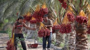 ماذا يحدث لجسمك إن تناولت 3 تمرات يوميا