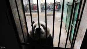 للشرطة الصينية مع الحيوانات ضد وباء