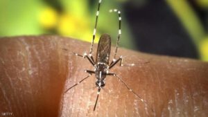 الجزائر.. بعوض النمر