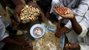 حظر التصدير يفقد الخرطوم ريادتها في السوق العالمية للفول السوداني