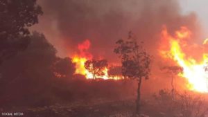 الجزائر.. وفاة شخصين بحرائق للغابات في 10 ولايات