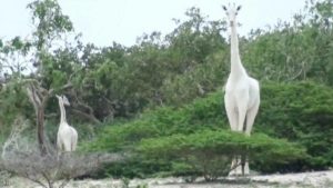 خطوة ذكية لحماية آخر زرافة بيضاء على الأرض