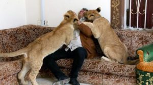 عراقي يربي أسوداً في بيته بالبصرة