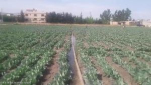 لبنان.. حقول الخضروات في البقاع تروى بالصرف الصحي