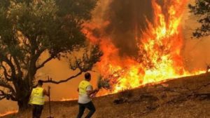 الجزائر حبس 47 شخصاً تسببوا في حرائق الغابات