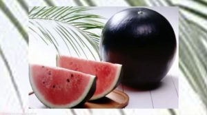 الأغلى في العالم.. هل سمعت بـالبطيخ الأسود؟