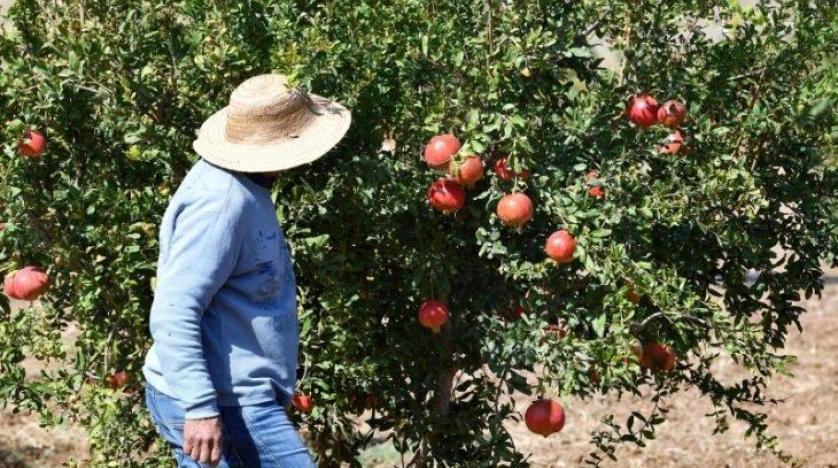 للحد من الغلاء... تونس توقف تصدير الخضروات