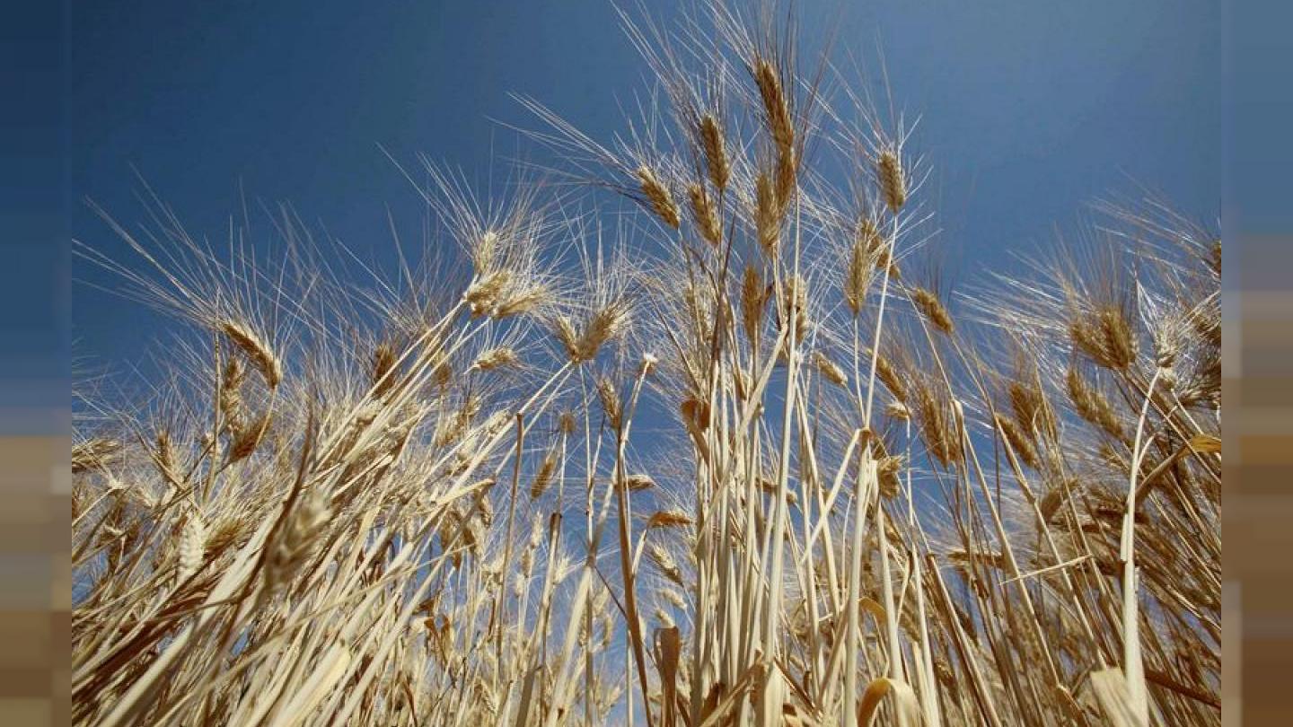 الجزائر تتوقع أن يبلغ إنتاج القمح 3.2 ملايين طن هذا الموسم