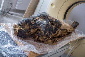 هل تذكرون المومياء الحامل؟ إليكم مفاجأة صادمة