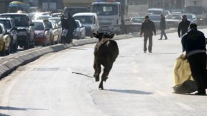 فيديو العيد.. العجول الهاربة من سكين الجزار تشعل الإنترنت