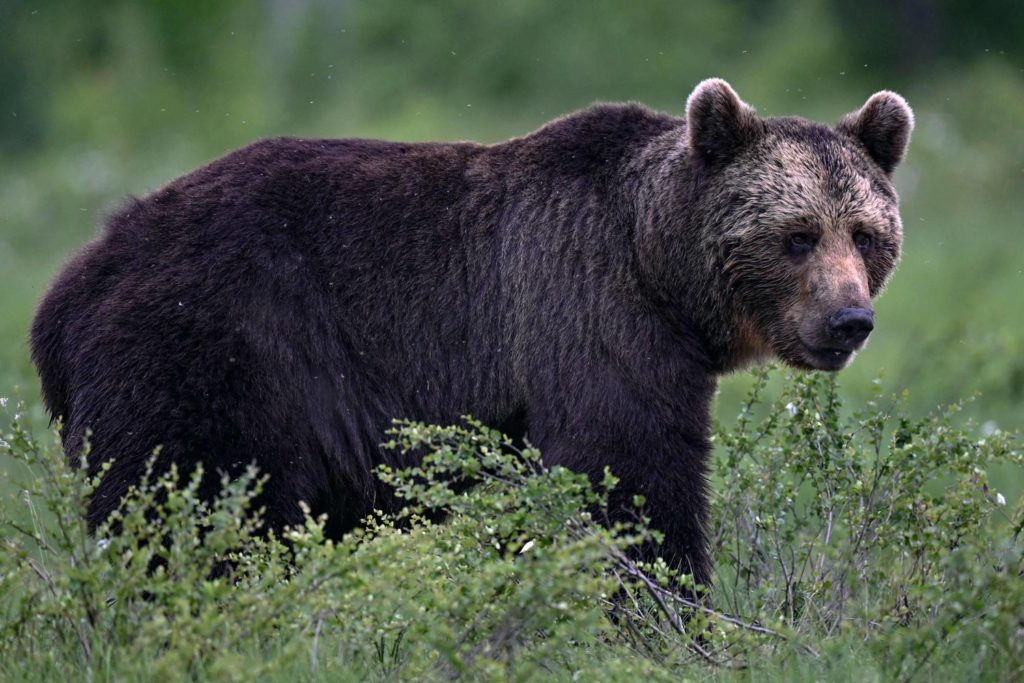 FINLAND-ENVIRONMENT-CLIMATE-CHANGE-BEAR-MOSQUITO