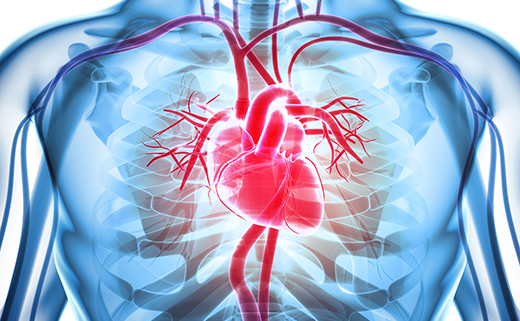 3D illustration of Heart, medical concept.