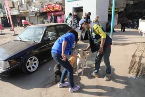 حملة مصرية لتعقيم «الكلاب الضالة» بعد شكاوى من انتشارها