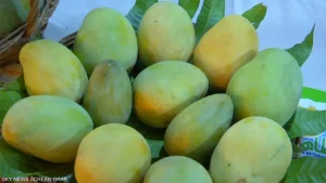دراسة تكشف تأثيرا خفيا لتناول المانجو والأفوكادو معا