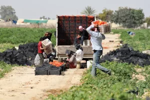 إسكوا: الحرب تهدد بإدخال 5 ملايين بالدول العربية دائرة الفقر الغذائي