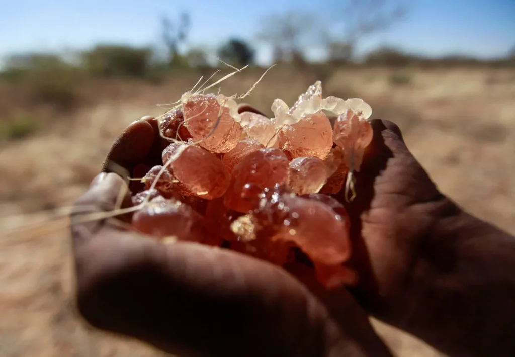 الصمغ العربي السوداني... ثروة تنزف بين الحرب والنزوح