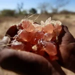 الصمغ العربي السوداني… ثروة تنزف بين الحرب والنزوح